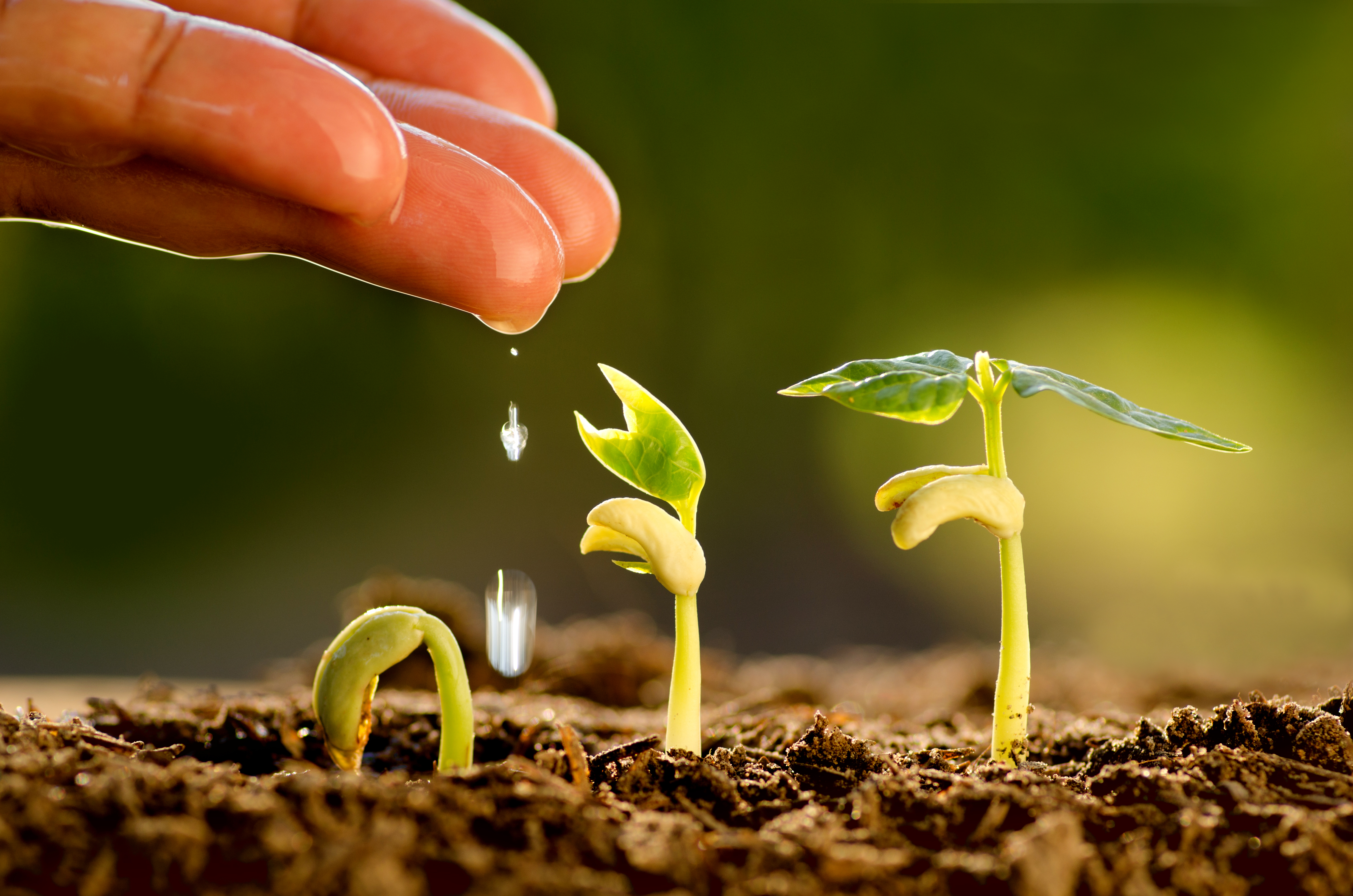 Your Company’s Culture — Truth or Lie?